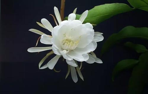 优秀作文《昙花一现》范文