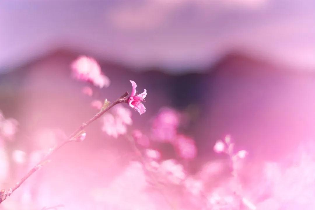 春暖花开，携一程浪漫红尘梦