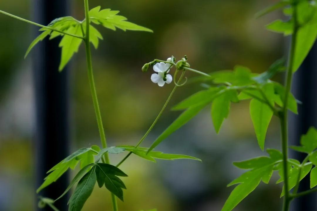 如我所愿，你如约而至