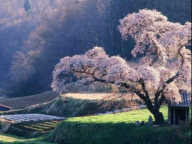 樱花树下，他们负重前行