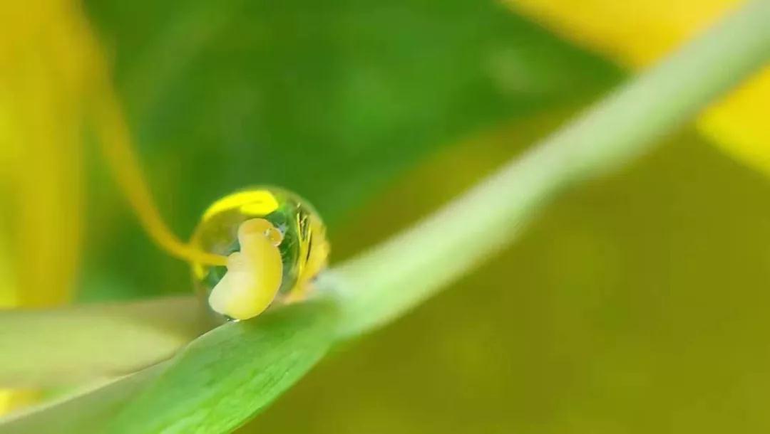散文