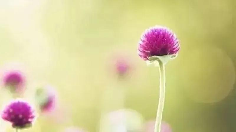 回眸，落花成诗