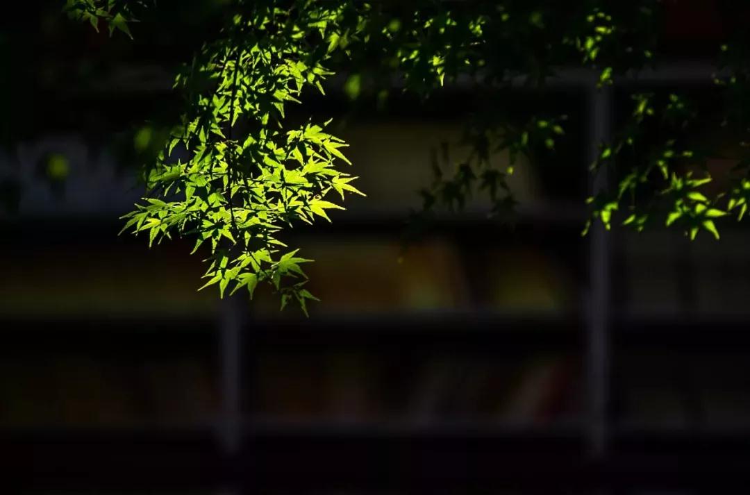 散文随笔过客：为玉米点赞