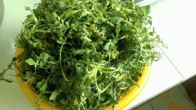 周作人：《故乡的野菜》