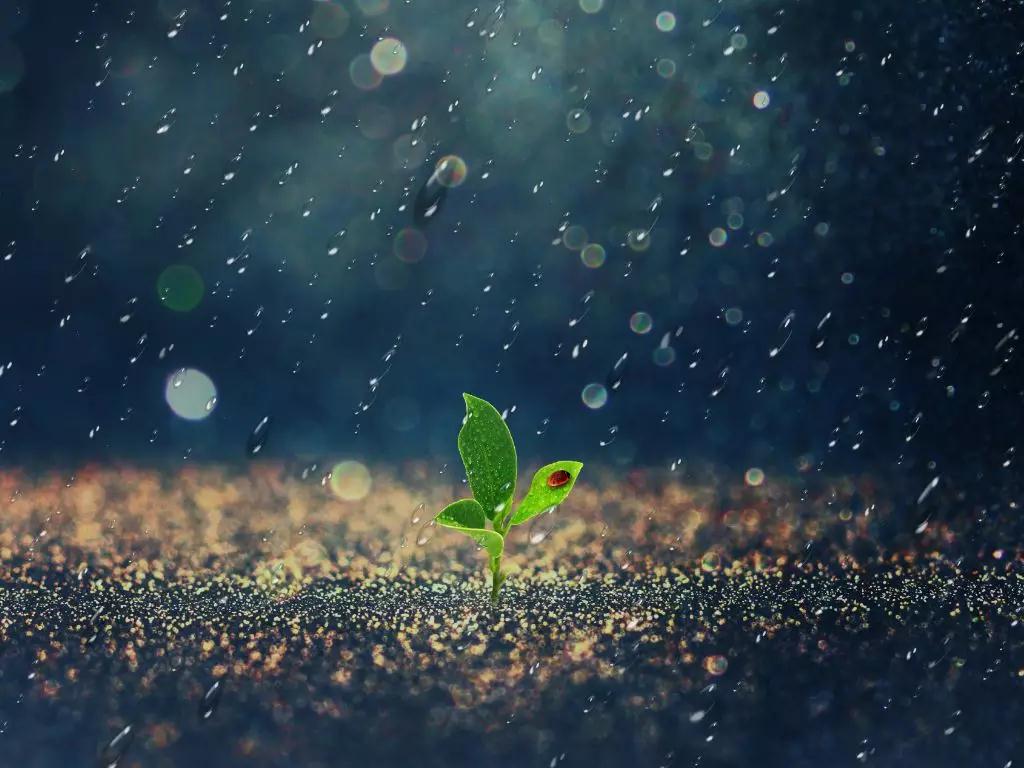 季羡林：听雨