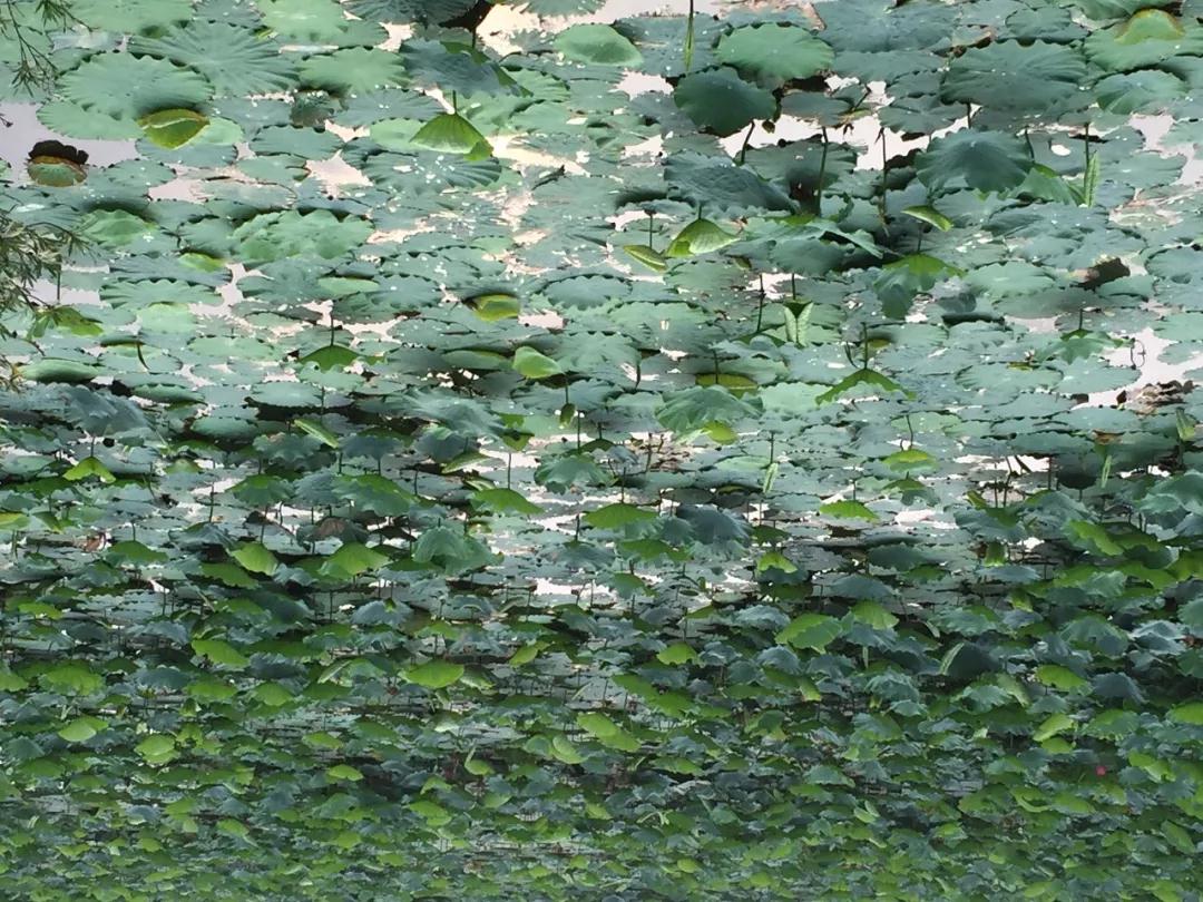 散文：江湖