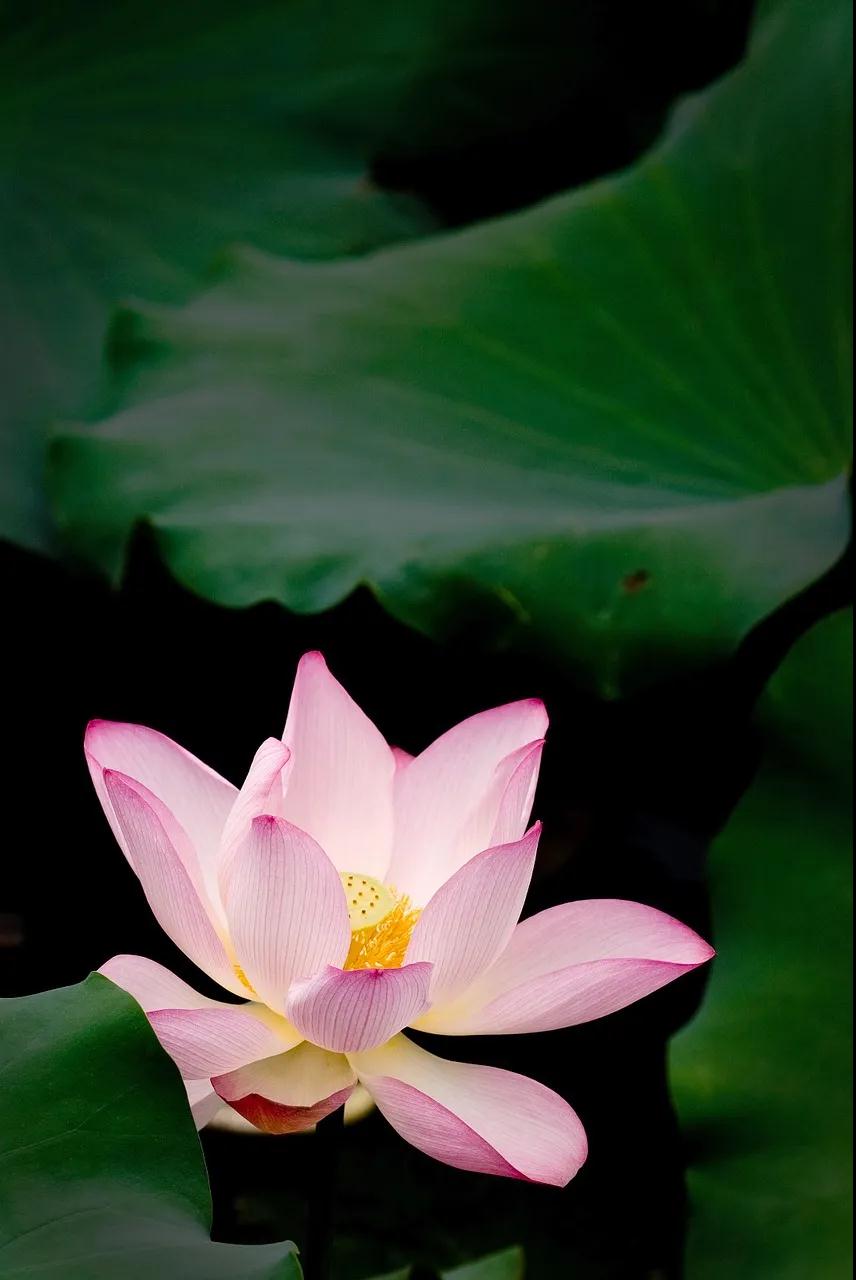 且以莲心度盛夏