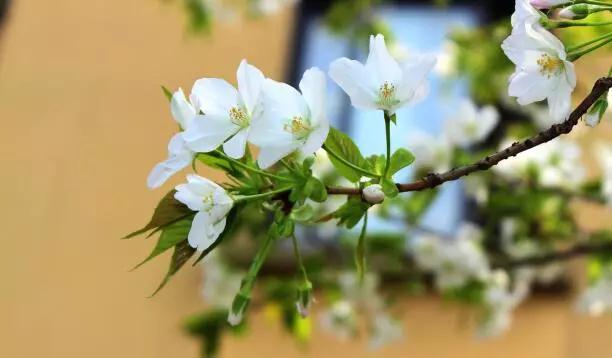 荠菜有味是本真