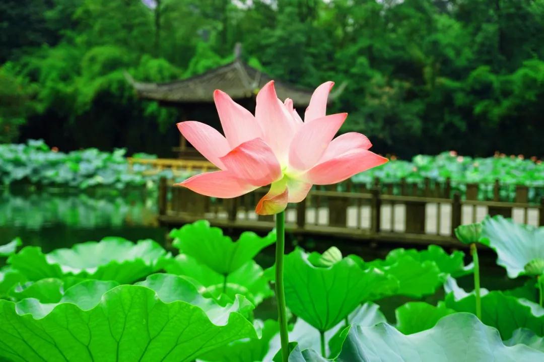 朗诵：夏日赏荷