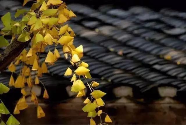 散文：人生如花，悄然绽放
