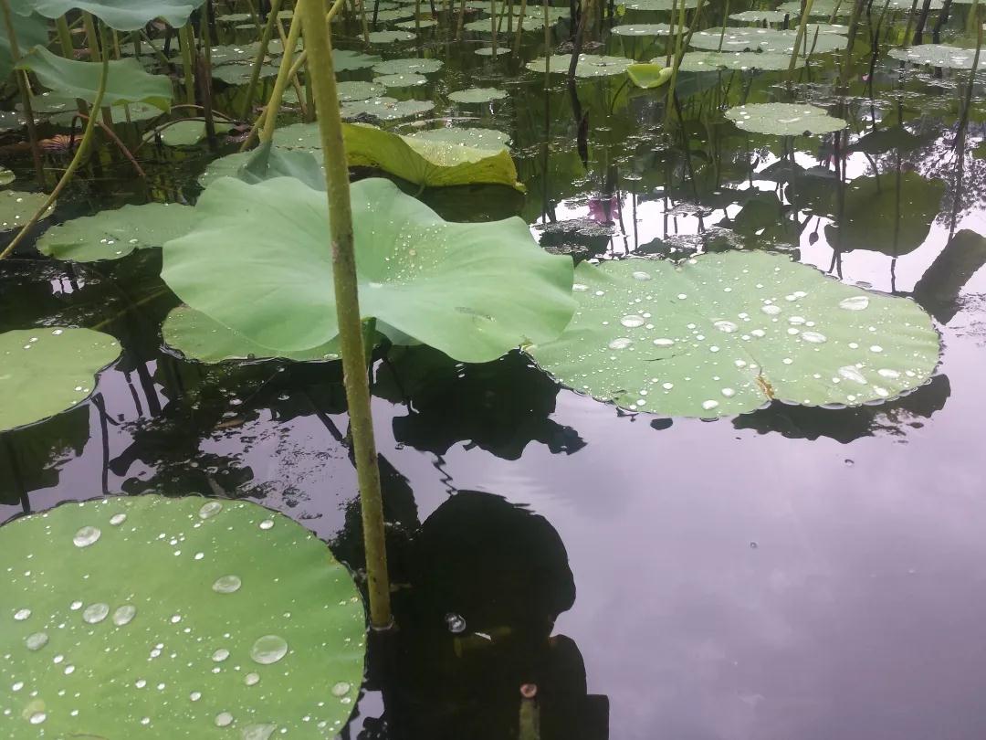 散文：雨中捉鱼