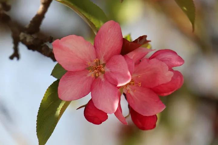 【散文随笔】：又见丁香花开