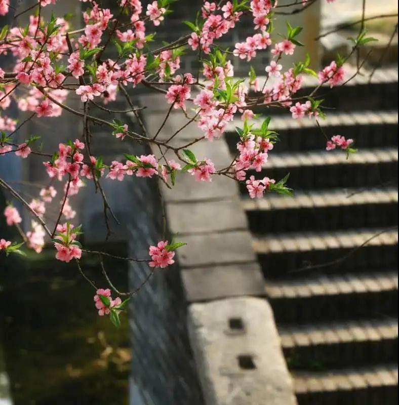春晖里细数流年