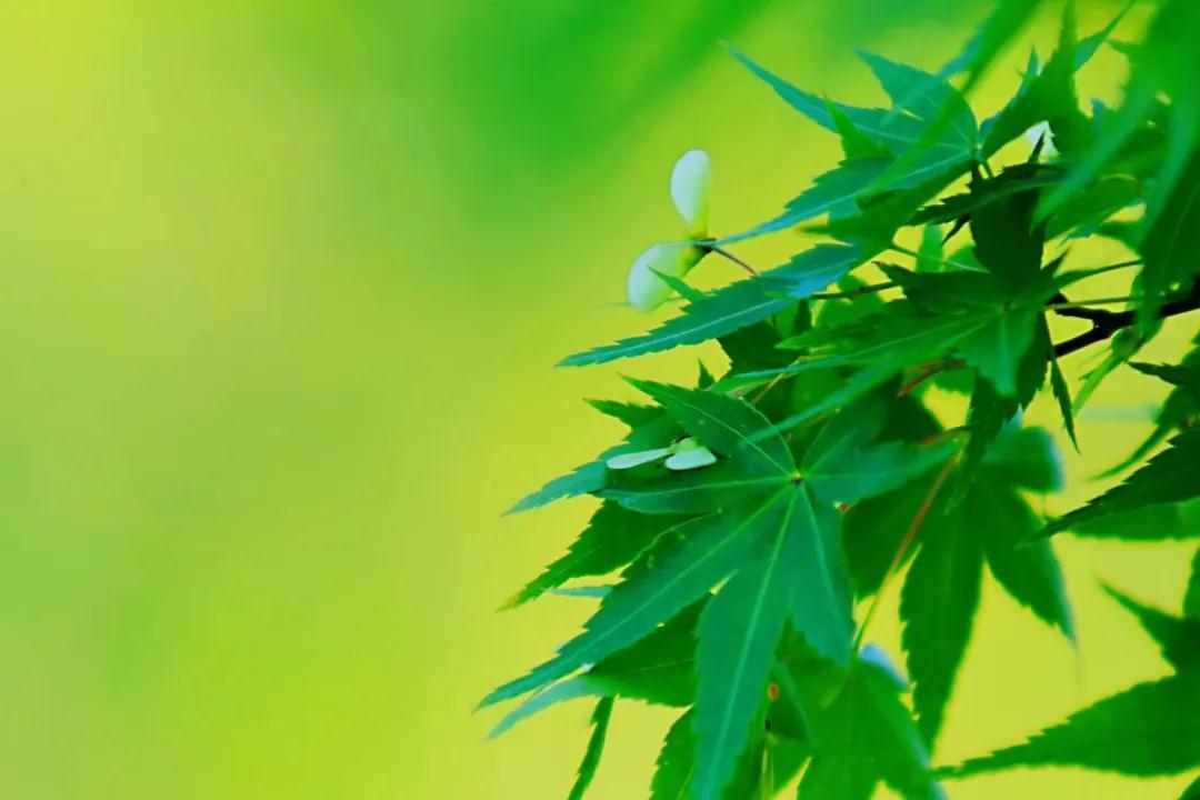 忧伤，是生活中的绿叶