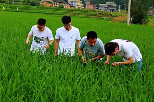 大学生暑期“三下乡”活动实践报告范文