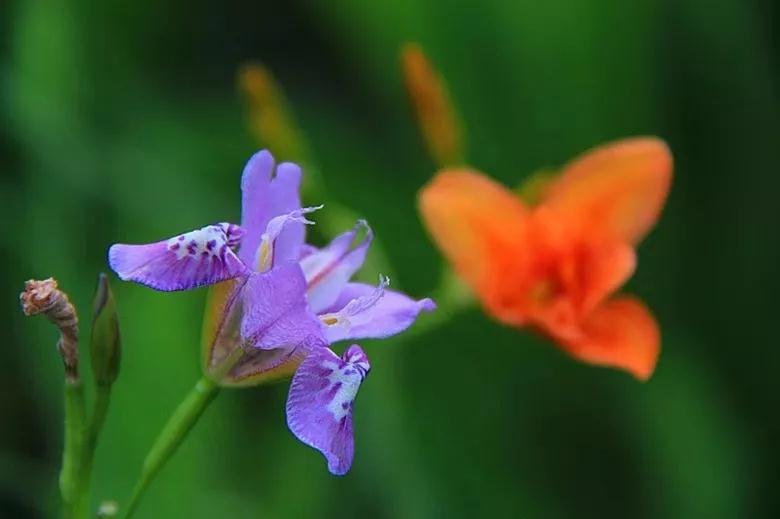 散文随笔：牵牛花开