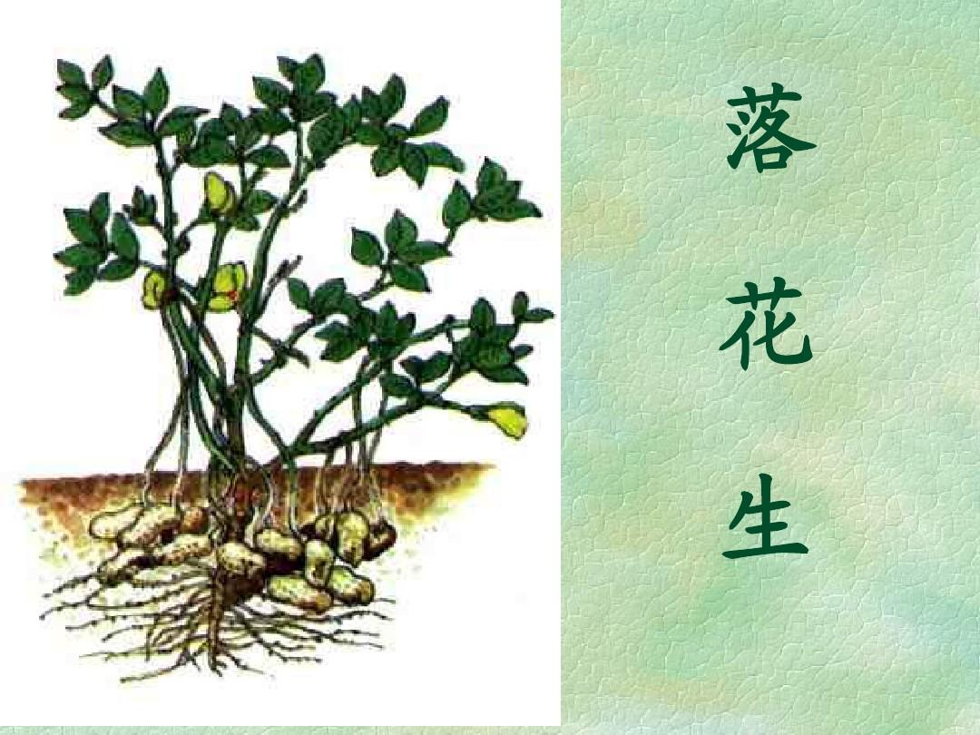 学习落花生读后感悟