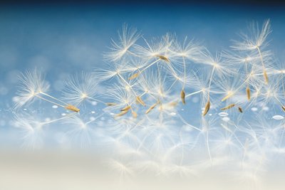 小学生一株蒲公英故事作文