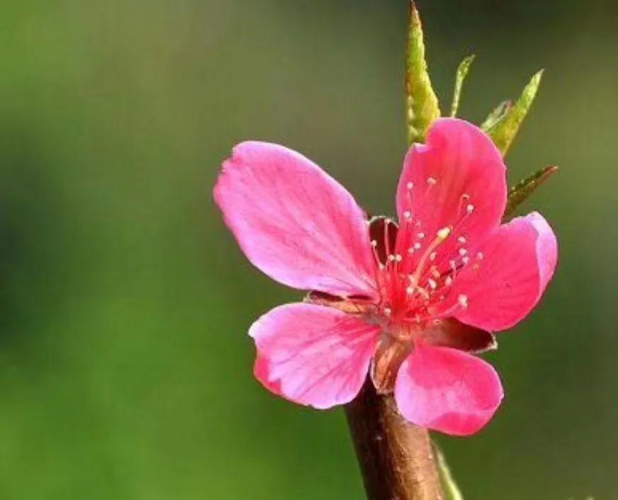 经典散文：牵牛花