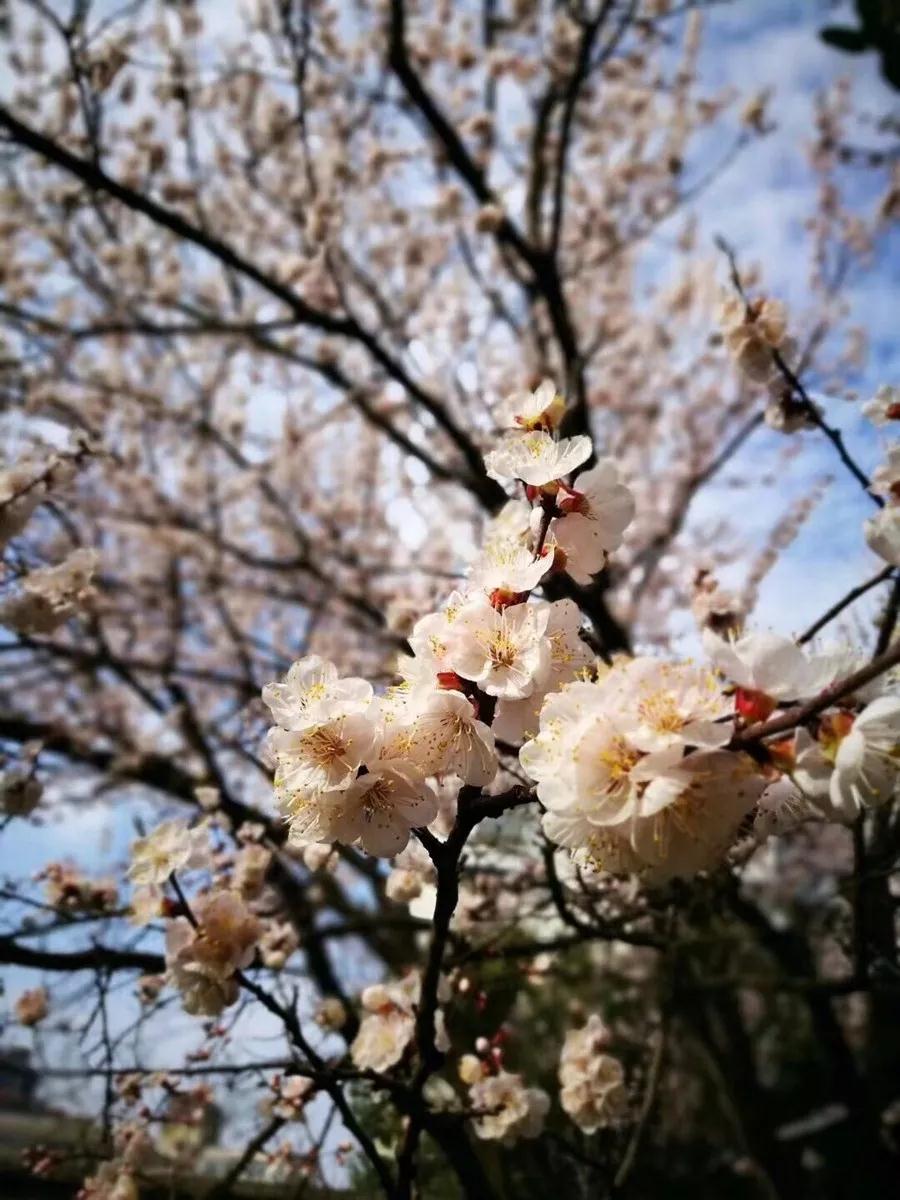 红尘梦醒雪无踪，花落无息香如故