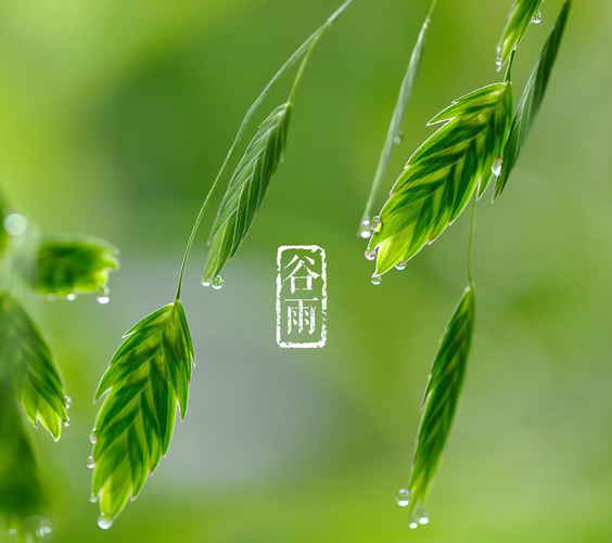 谷雨时节学生作文锦集