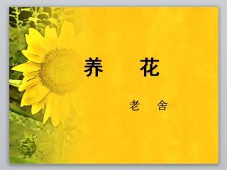 老舍养花读后感范文五篇