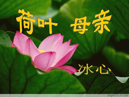荷叶母亲读后感范文合集