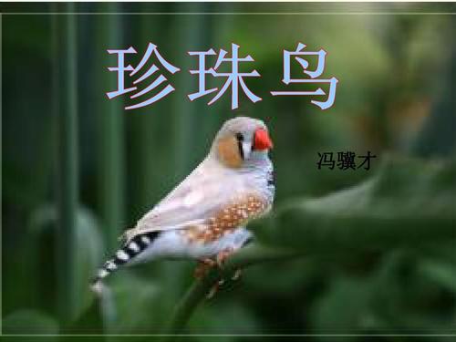 读《珍珠鸟》一文有感三篇