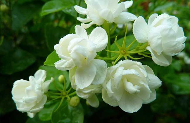 茉莉花的气息