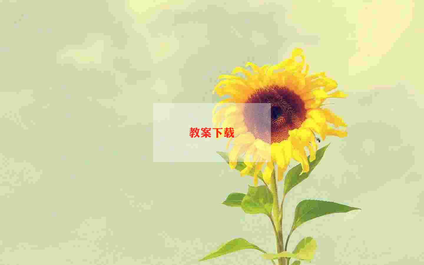 2023年七年级生物下册教学计划最新8篇