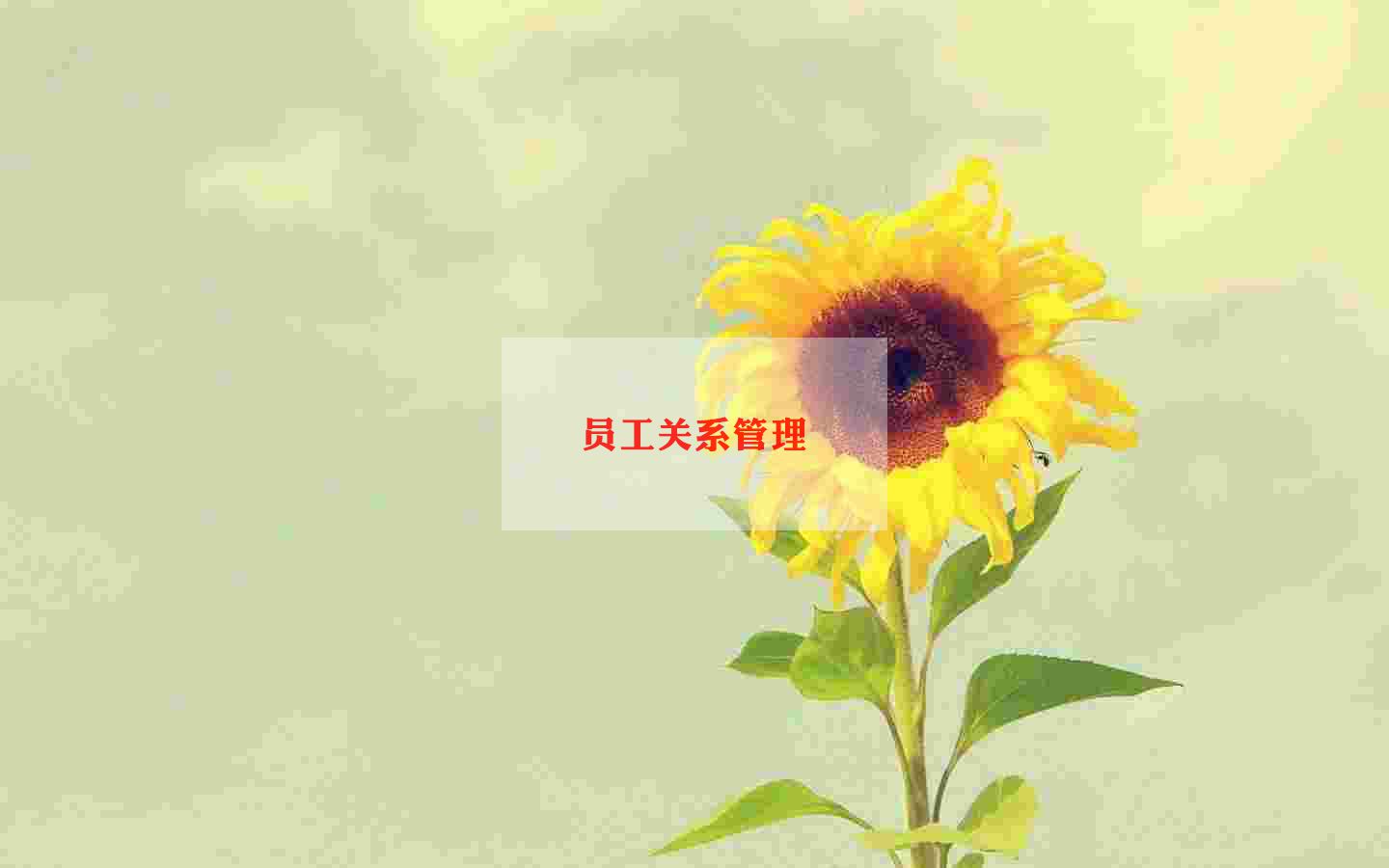 给员工做工作报告6篇